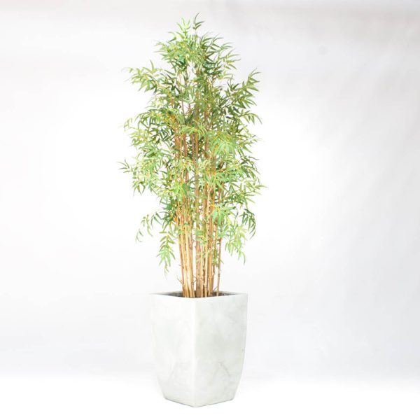 Sierplant Bamboe